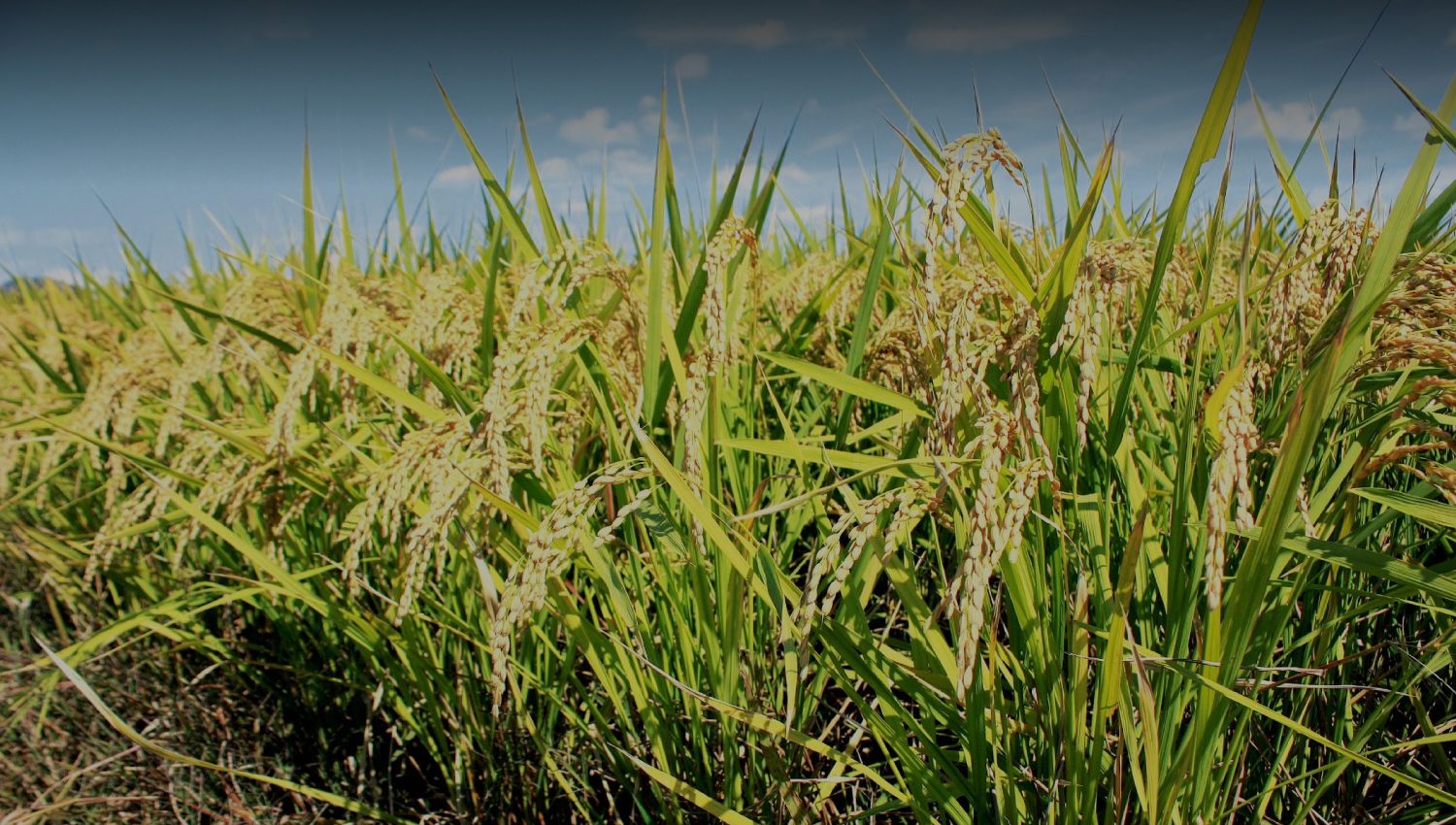 日の出みりんのふるさと、稲美町の恵み。地元への愛と誇りを込めて