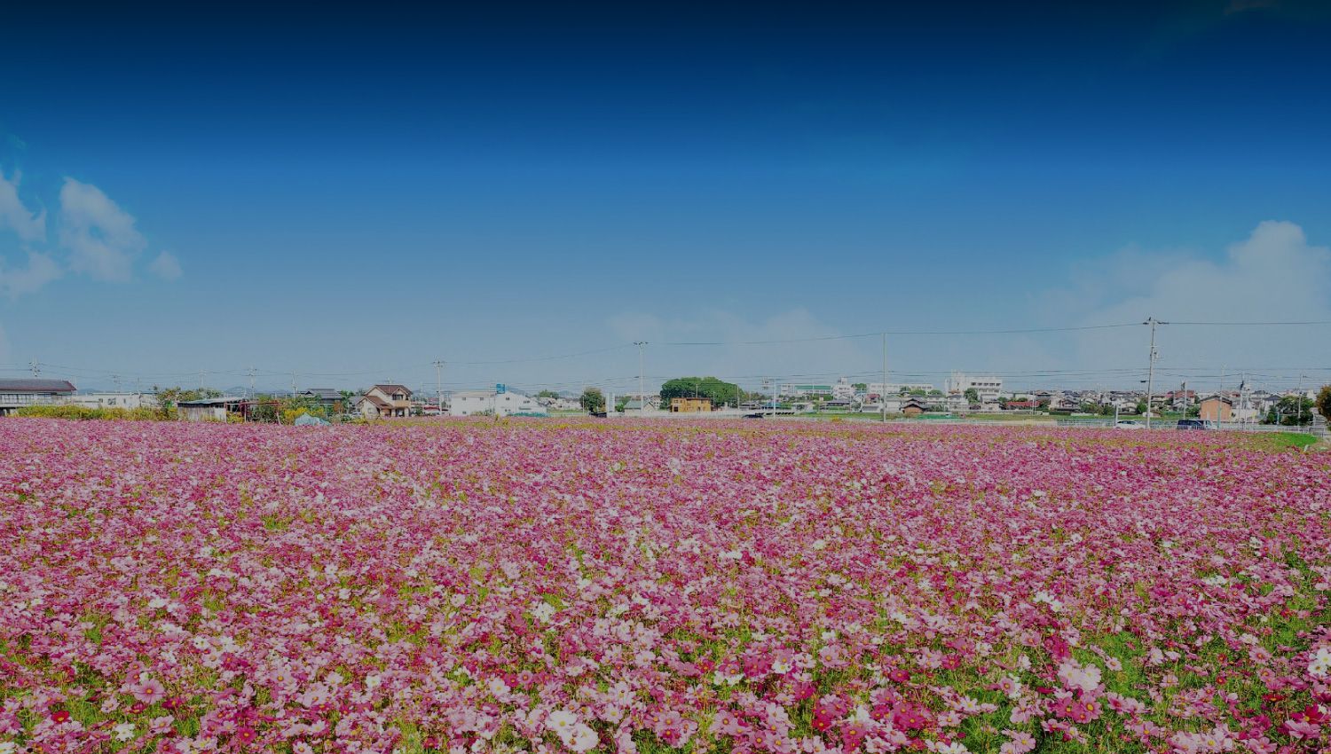 日の出みりんのふるさと、稲美町の恵み。地元への愛と誇りを込めて