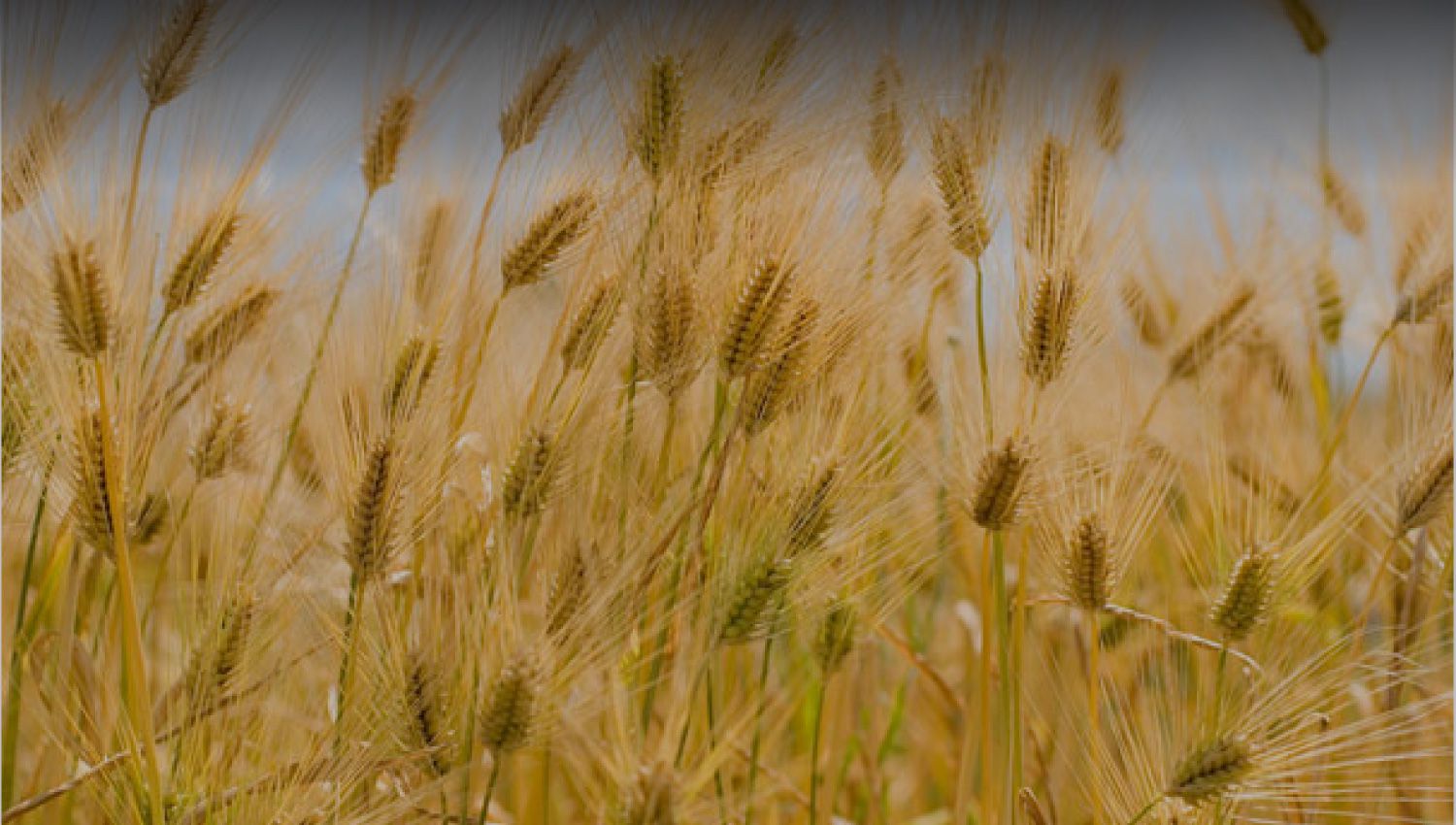 日の出みりんのふるさと、稲美町の恵み。地元への愛と誇りを込めて