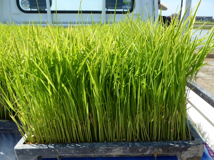 【2021年夏】親子でもち米づくり体験イベント