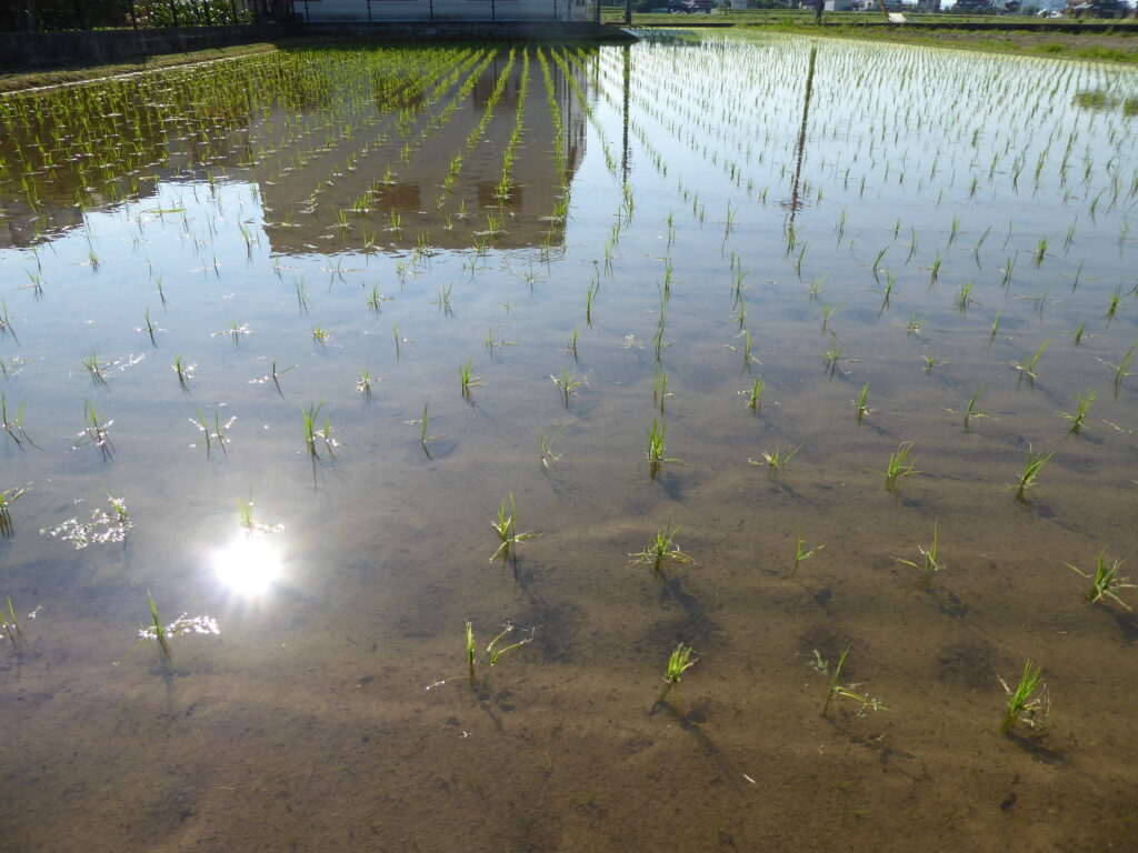 【2021年　もち米生長記録①】